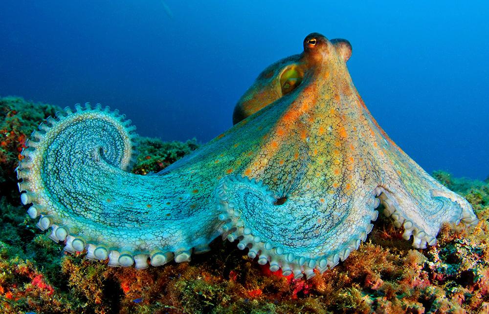 cephalopods